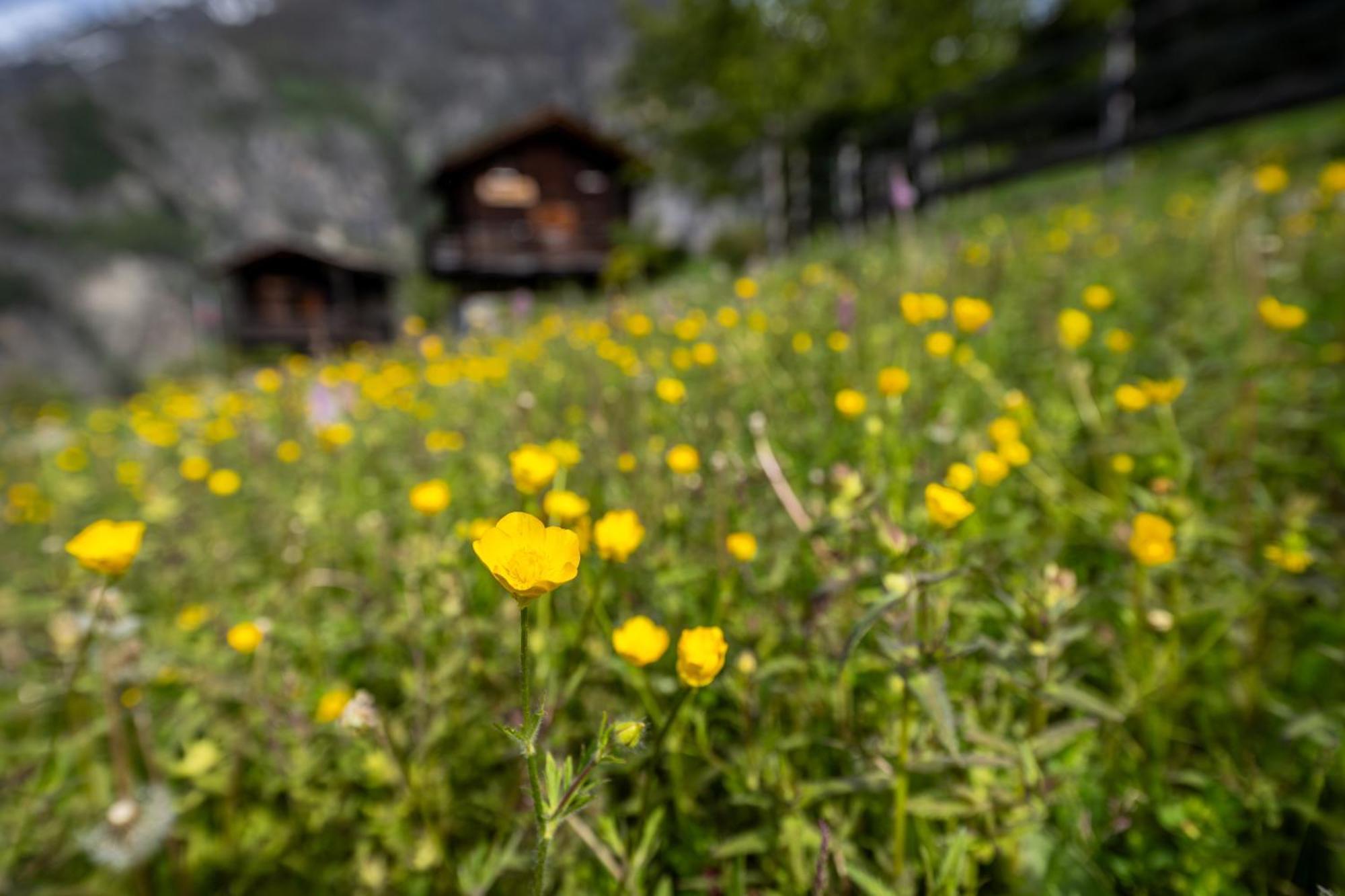 Korn-Stadel Arida Prata "Natur Pur" Grächen Exterior foto