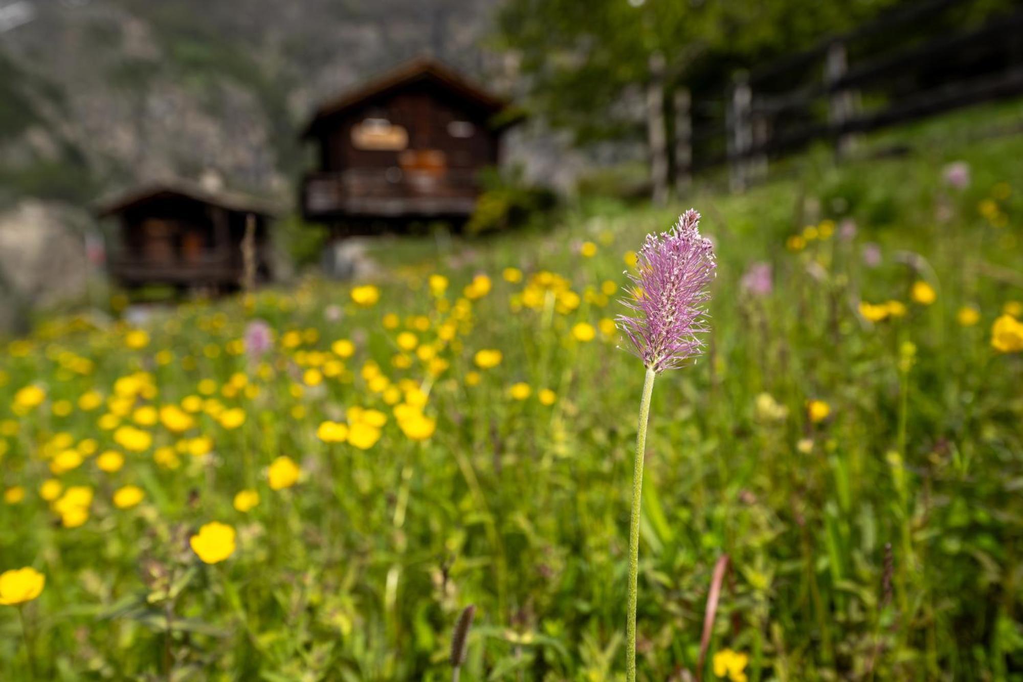 Korn-Stadel Arida Prata "Natur Pur" Grächen Exterior foto