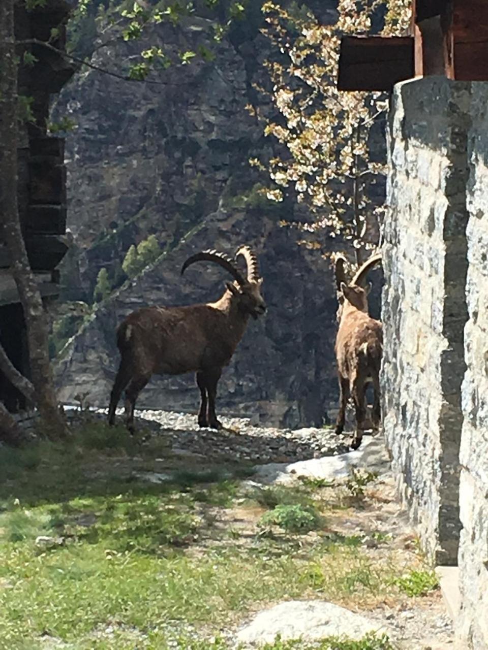 Korn-Stadel Arida Prata "Natur Pur" Grächen Exterior foto